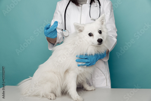 Inspection and treatment of white dog a veterinarian with a syringe