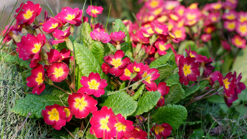 In spring, red primroses bloom in the garden. Common primrose.