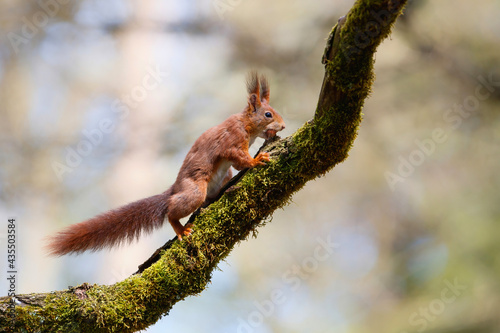 Eurasian red squirrel (Sciurus vulgaris) searching for food in the forest in the South of the Netherlands.  © henk bogaard