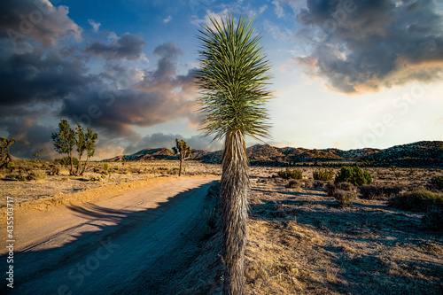 Roadside Joshua Tree California photo