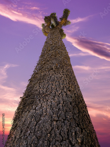 360-year-old Joshua Tree California photo