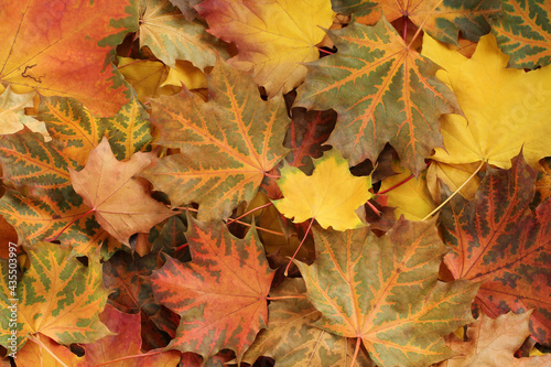 Autumn background - top down view of a heap of dried yellow  green  orange and red maple leaves. Closeup