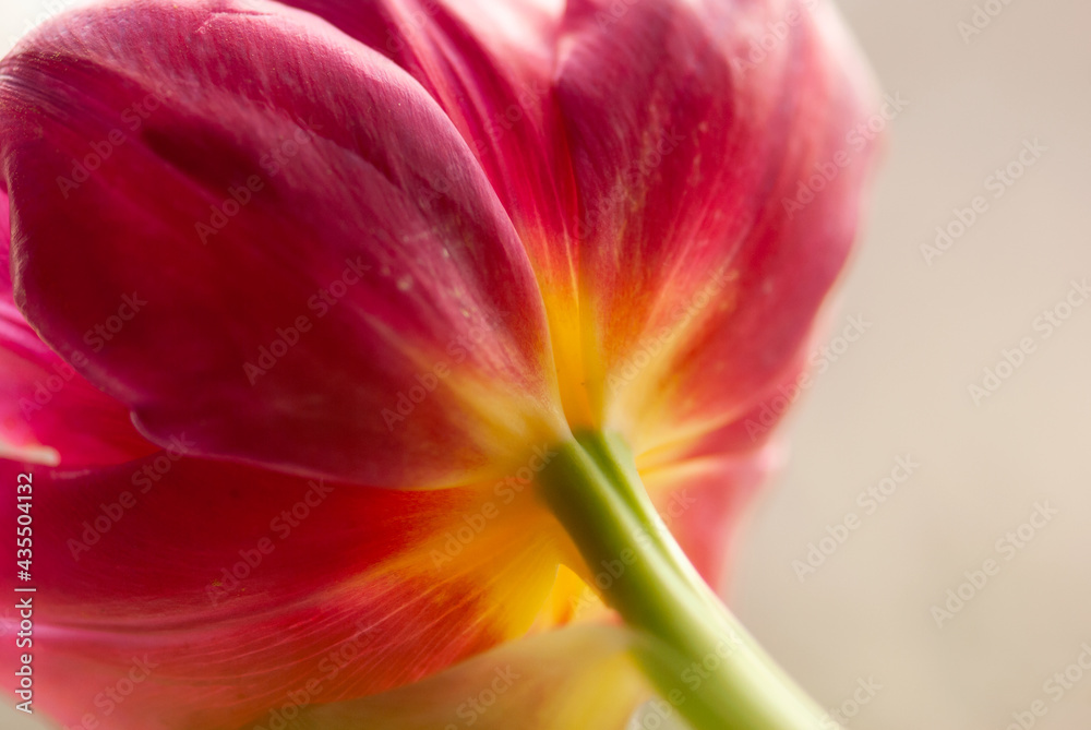 Pink Tulip Abstract Pink Tulip Abstract