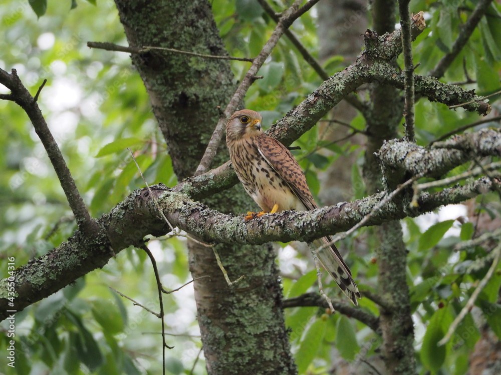 Kestrel Kestrel