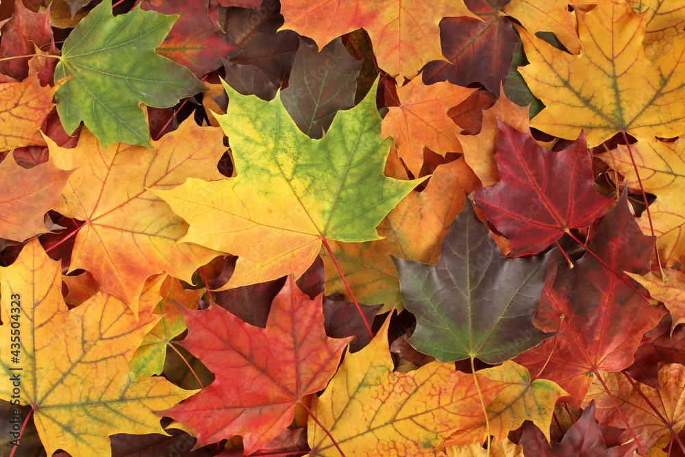 Autumn background - top down view of a bunch of dried yellow, green, orange, purple and red maple leaves. Closeup