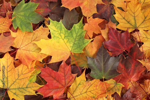 Autumn background - top down view of a bunch of dried yellow, green, orange, purple and red maple leaves. Closeup