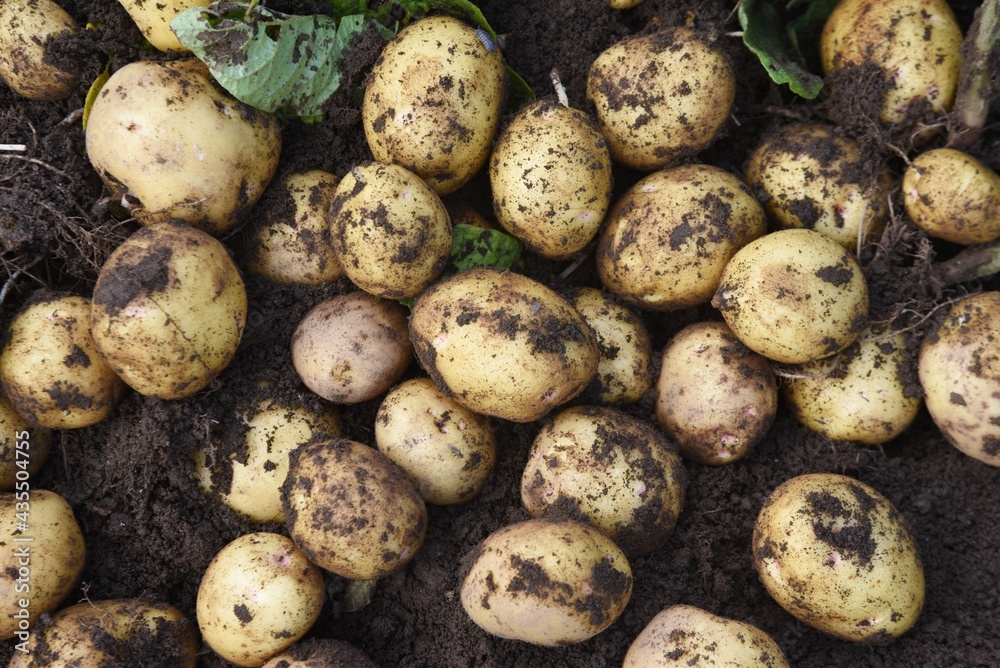 Kitchen garden work. Potato harvest. Kitchen garden work. Potato harvest.