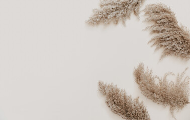 Pampas branch flowers on beige background. Beautiful pattern with neutral colors. Minimal, stylish concept. Flat lay, top view, copy space