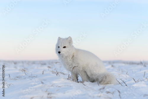 Arctic fox (Vulpes Lagopus) in wilde tundra. White arctic fox sitting.