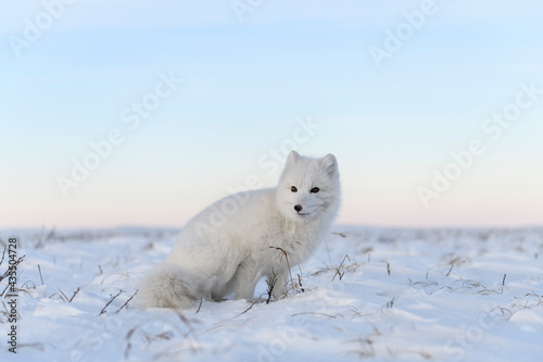Arctic fox (Vulpes Lagopus) in wilde tundra. White arctic fox sitting. © Alexey Seafarer
