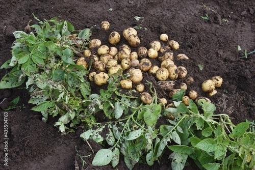 Kitchen garden work. Potato harvest.