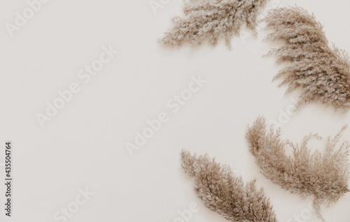Pampas branch flowers on beige background. Beautiful pattern with neutral colors. Minimal, stylish concept. Flat lay, top view, copy space photo