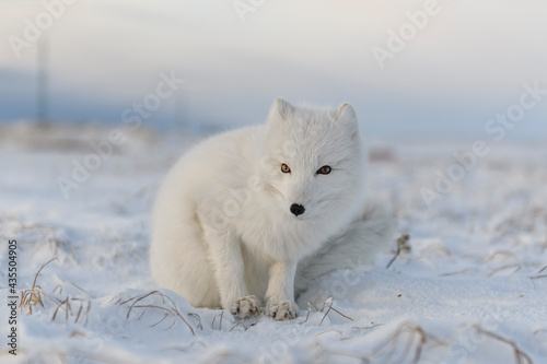 Arctic fox (Vulpes Lagopus) in winter time in Siberian tundra with industrial background. © Alexey Seafarer