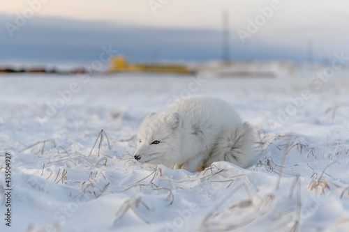 rctic fox (Vulpes Lagopus) in wilde tundra. Arctic fox lying. © Alexey Seafarer