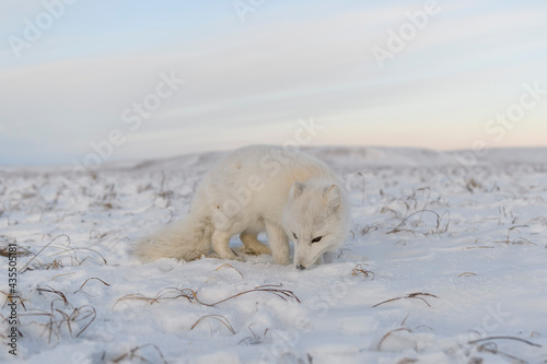 Arctic fox  Vulpes Lagopus  in winter time in Siberian tundra with industrial background.