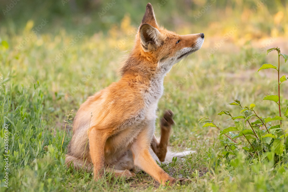 Portrait adult of a red fox Vulpes vulpes in the wild Portrait adult of a red fox Vulpes vulpes in the wild