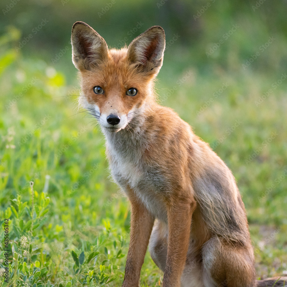 Adult red fox Vulpes vulpes in the wild