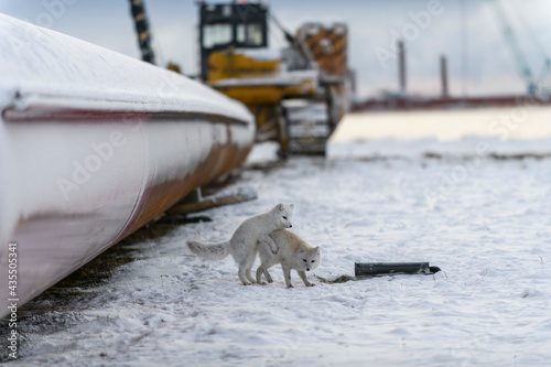 Two young arctic foxes playing in wilde tundra with industrial background.