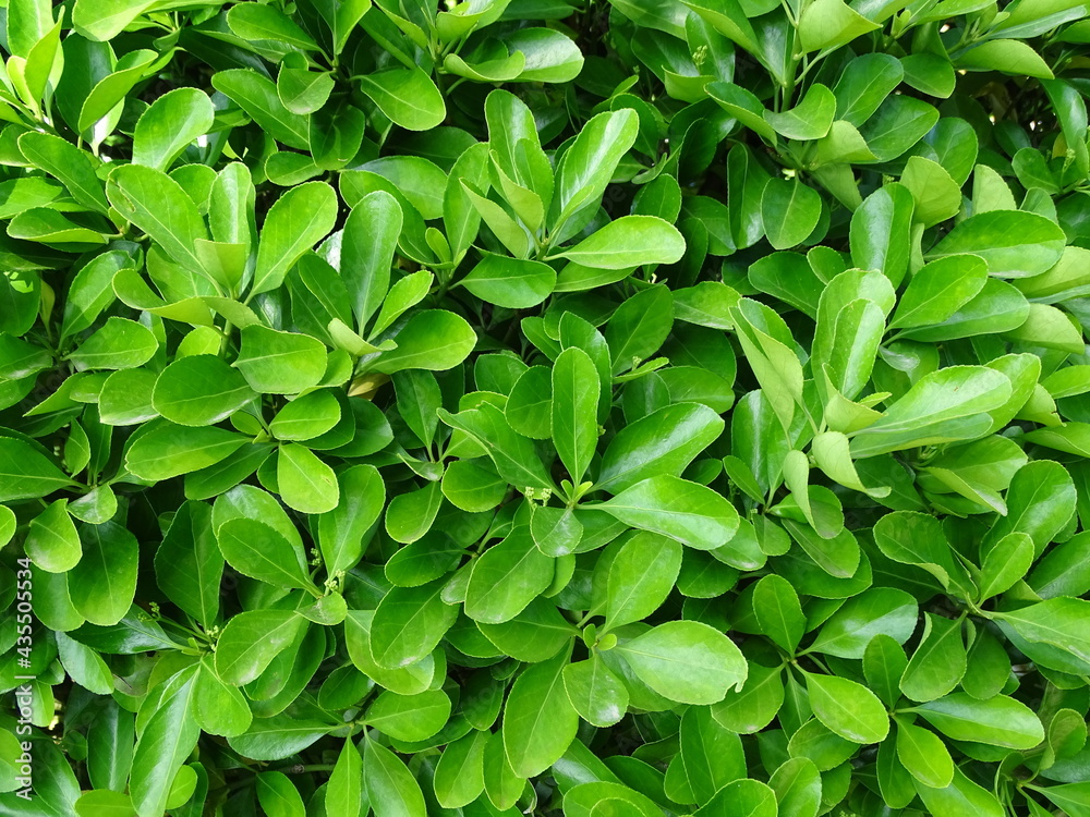 hedge of bright green leaves, background texture hedge of bright green leaves, background texture