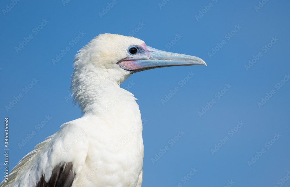 Red-footed Booby close up. Bird close up. Red-footed Booby close up. Bird close up.