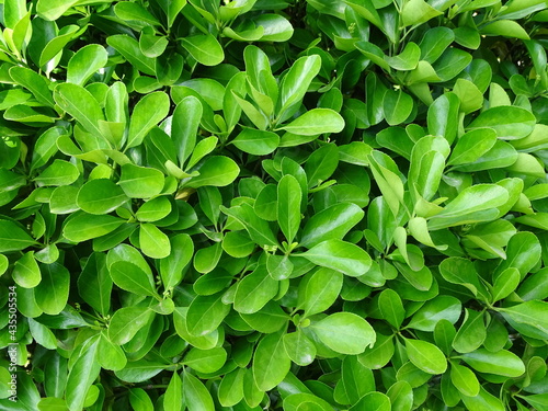 hedge of bright green leaves, background texture