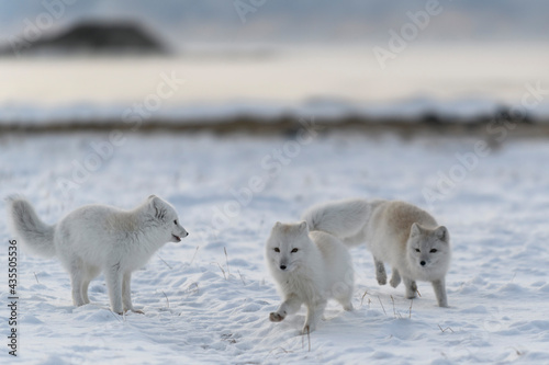 Fototapeta Naklejka Na Ścianę i Meble -  Two young arctic foxes playing in wilde tundra in winter time.