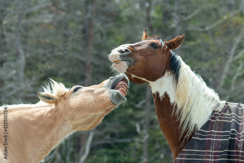 A pair of two brown horses nipping at each other. The tan color horse is nipping at the neck of a dark brown horse with a white mane. The horses have blankets on their backs. The forest is in the back