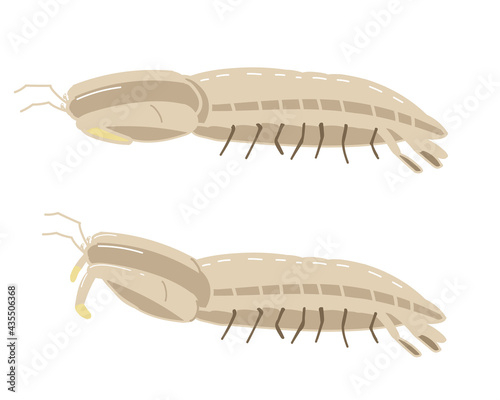 シャコ　線無し