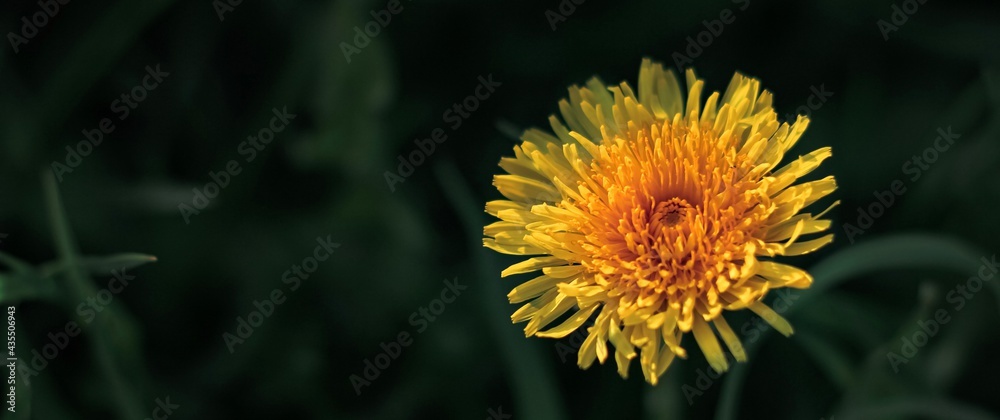 Beautiful flowers of yellow dandelions growing on the green meadow in sunny warm summer or spring day. Natural floral yellow banner. Beauty of nature. Dandelion flower in sunlight. Selective focus Beautiful flowers of yellow dandelions growing on the green meadow in sunny warm summer or spring day. Natural floral yellow banner. Beauty of nature. Dandelion flower in sunlight. Selective focus