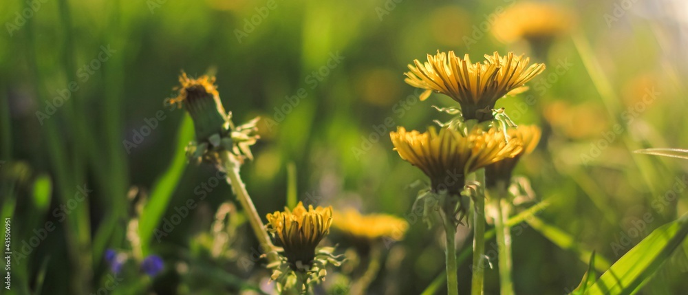 Beautiful flowers of yellow dandelions growing on the green meadow in sunny warm summer or spring day. Natural floral yellow banner. Beauty of nature. Dandelion flower in sunlight. Selective focus Beautiful flowers of yellow dandelions growing on the green meadow in sunny warm summer or spring day. Natural floral yellow banner. Beauty of nature. Dandelion flower in sunlight. Selective focus