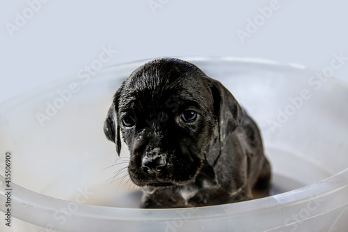 head, hair, wet dog, bubble, playful, funny, toy, lovely, expression, wet, health, terrier, small, pedigreed, dog, female, black, bath, puppy, curious, look, cute, beautiful, sweet, wonderful, affecti photo