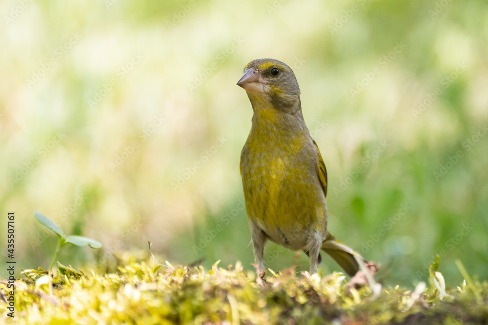 European Greenfinch Carduelis chloris. Greenfinch in the wild European Greenfinch Carduelis chloris. Greenfinch in the wild