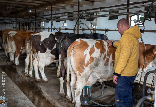 Farmer using monitoring automatic milking machine on Simmental cow