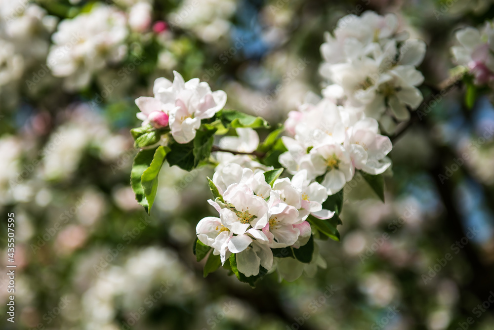 Beautiful spring apple tree flowers blossom, close up. Spring orchard branches sway in the wind. Beautiful spring apple tree flowers blossom, close up. Spring orchard branches sway in the wind.
