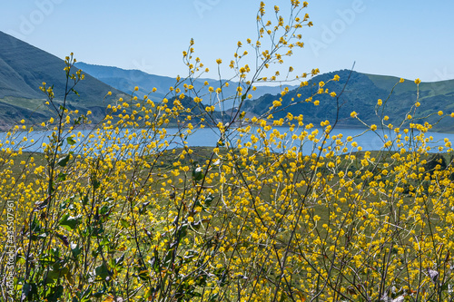 Fotografija Santa Maria, CA, USA - April 8, 2010: Close up of yellow mustard flowers in front of Twitchell Reservoir in the foothills of Los Padres mountain range under blue sky