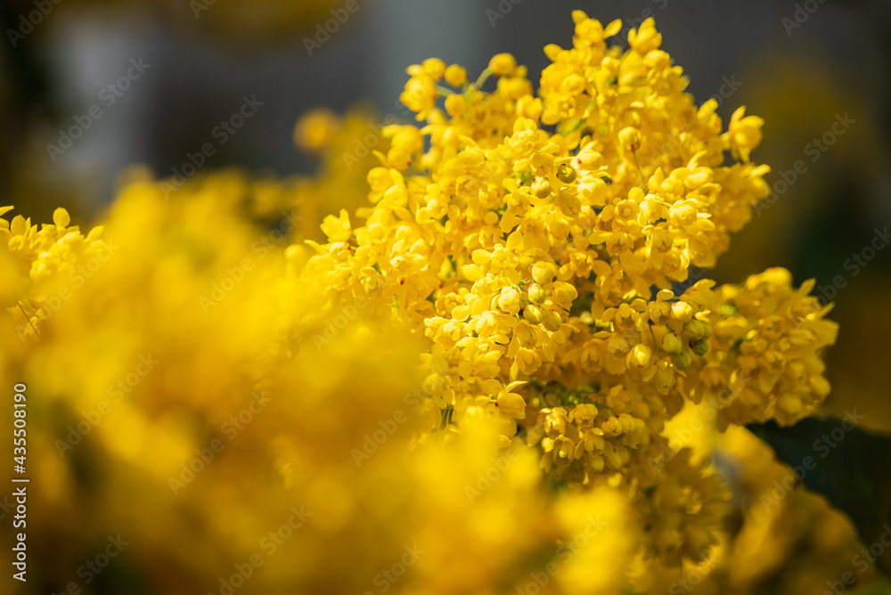 Flowering shrub Mahonia Aquifolium (Oregon Grape) in sunny spring day. Flowering shrub Mahonia Aquifolium (Oregon Grape) in sunny spring day.