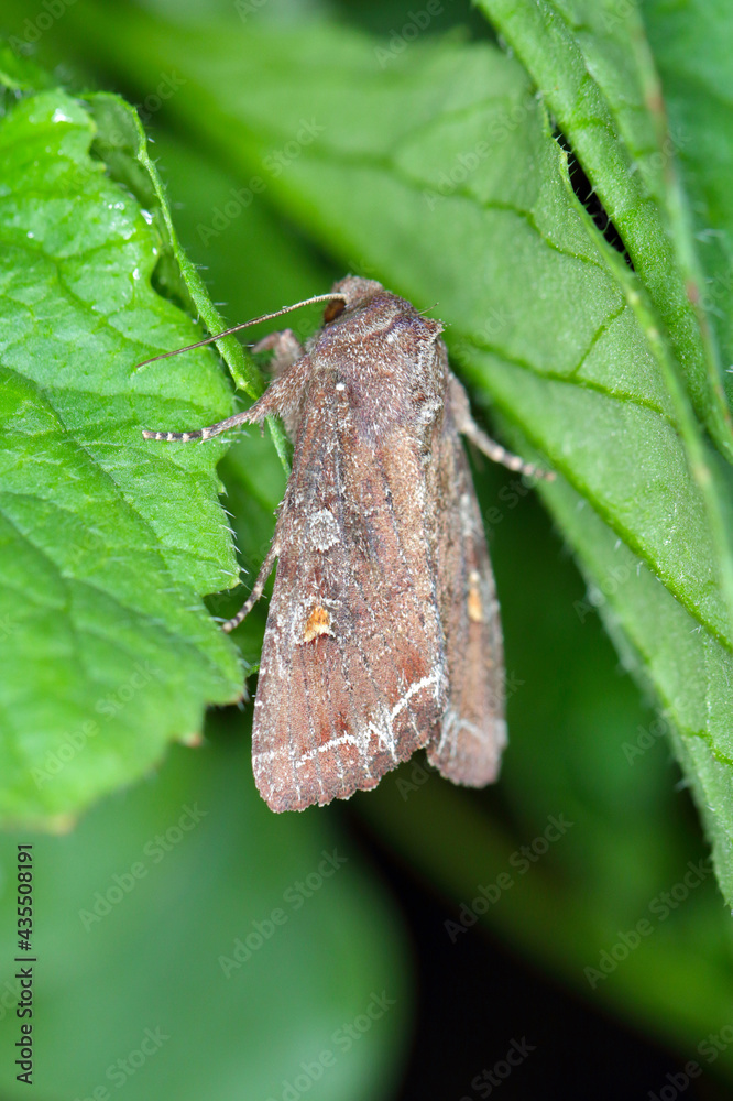 Obraz premium Moth of the bright-line brown-eye (Lacanobia oleracea). It is a pest of many types of crops, including tomatoes