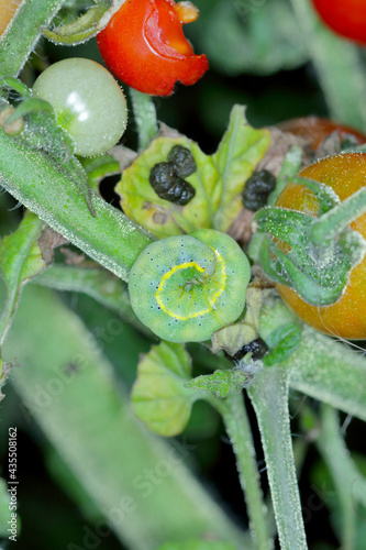 CaterpillarThe bright-line brown-eye (Lacanobia oleracea). It is a pest of many types of crops, including tomatoes. An insect on a damaged tomato. photo