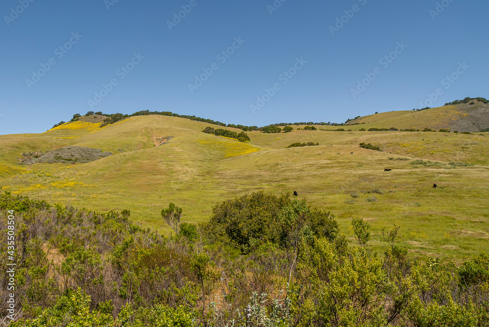 Santa Maria, CA, USA - April 8, 2010: Green ranch land east of Los Padres mountain range, east of Santa Maria. Green pasture with patches of yellow mustart flowers under blue sky. Santa Maria, CA, USA - April 8, 2010: Green ranch land east of Los Padres mountain range, east of Santa Maria. Green pasture with patches of yellow mustart flowers under blue sky.