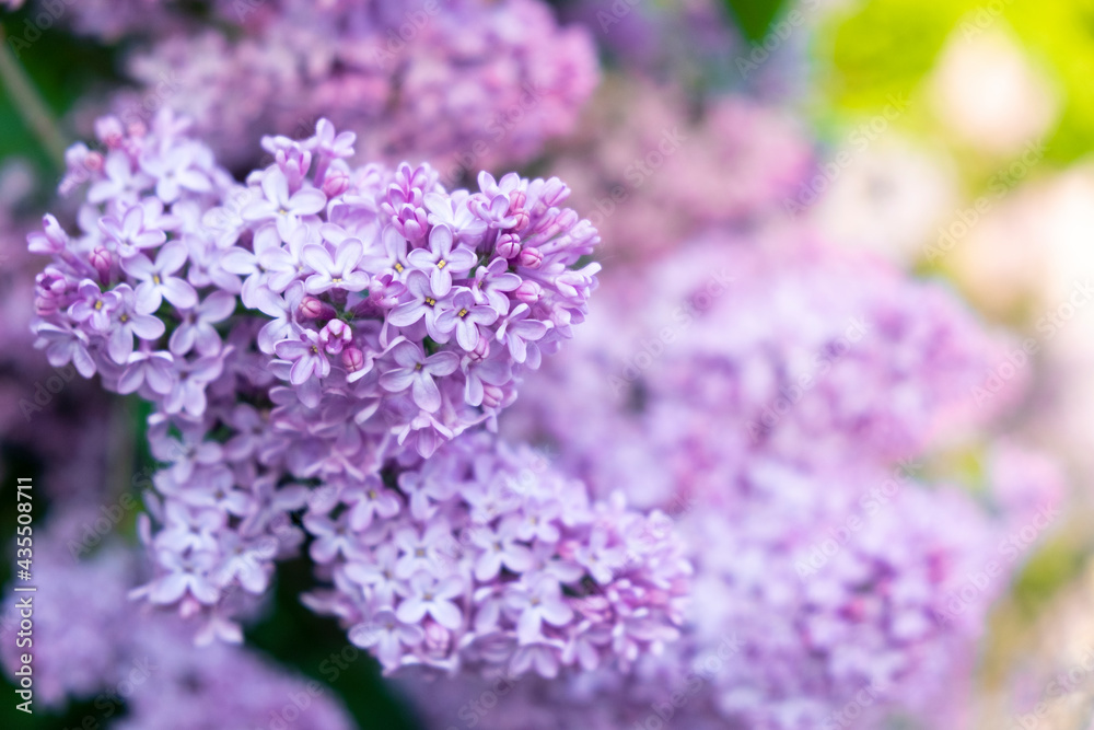 Bouquet of purple lilac flowers on tree with green leaves as background. Floral romantic background. Beautiful flower blossom in park or garden. Spring concept. Selective focus. Bouquet of purple lilac flowers on tree with green leaves as background. Floral romantic background. Beautiful flower blossom in park or garden. Spring concept. Selective focus.
