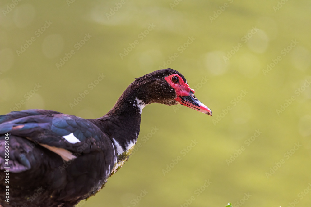 Muscovy duck ( Carina moschata ) in early spring morning in Ramat Gan park. Israel. Muscovy duck ( Carina moschata ) in early spring morning in Ramat Gan park. Israel.