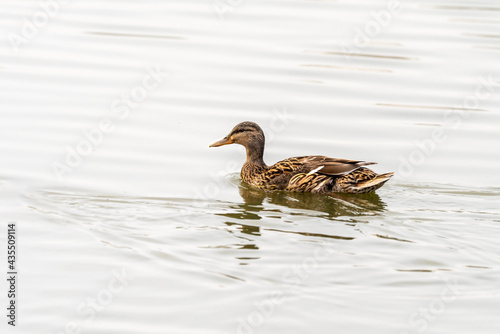 Mallard duck in early spring morning in Ramat Gan park. Israel.