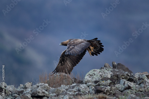Golden eagle in the Rhodope Mountains. Eagle flying above the rock. Winter in Bulgaria nature.