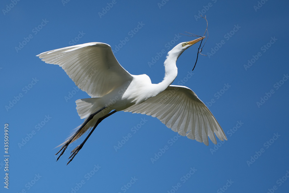 Great White Egret Flying with Stick for Nest Great White Egret Flying with Stick for Nest