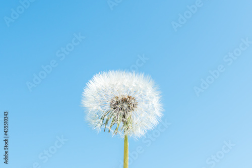 One white fluffy dandelion and blue sky. Summer spring natural landscape. © alurk