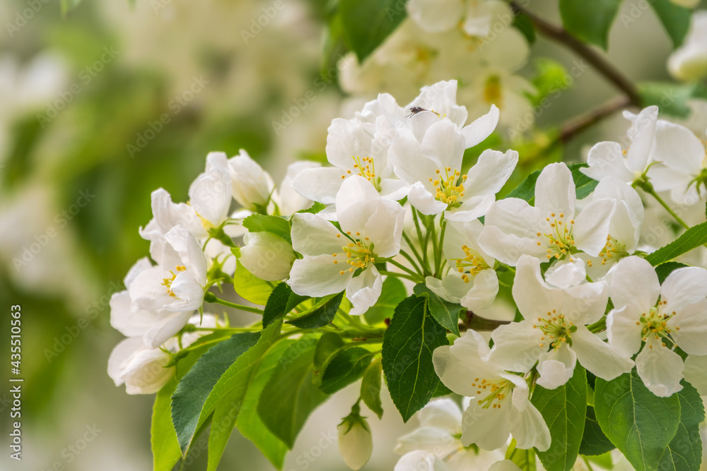 Fototapeta premium White blossoming apple trees. White apple tree flowers
