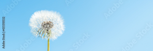 Fototapeta Naklejka Na Ścianę i Meble -  One white fluffy dandelion and blue sky. Summer spring natural landscape. Banner. Copy space.