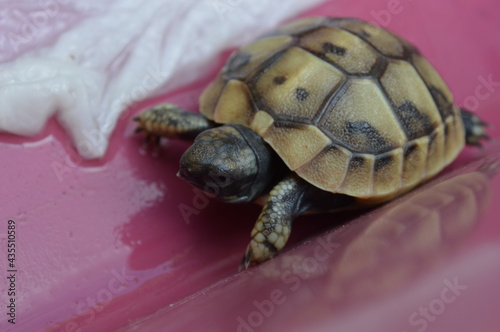 a little turtle testudo in a wet plastic box with water and a wet piece of paper on background