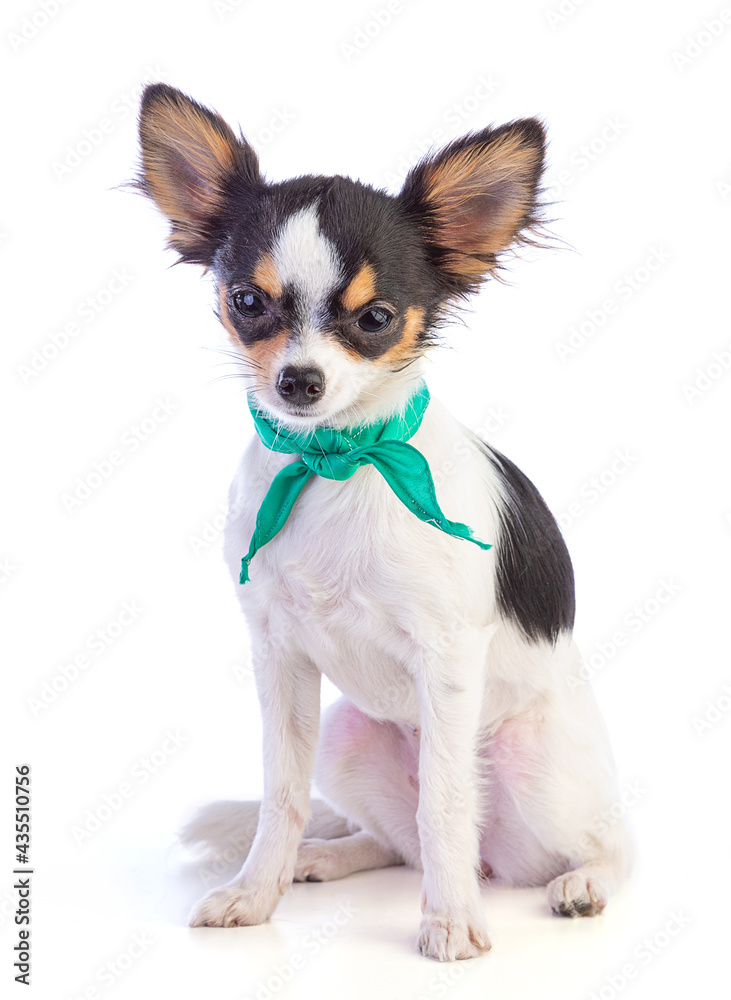 Young chihuahua with a green scarf around the neck Young chihuahua with a green scarf around the neck