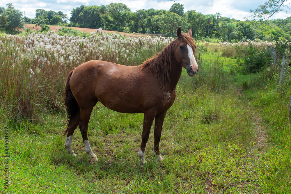 Riding horse on farm in Brazil Riding horse on farm in Brazil